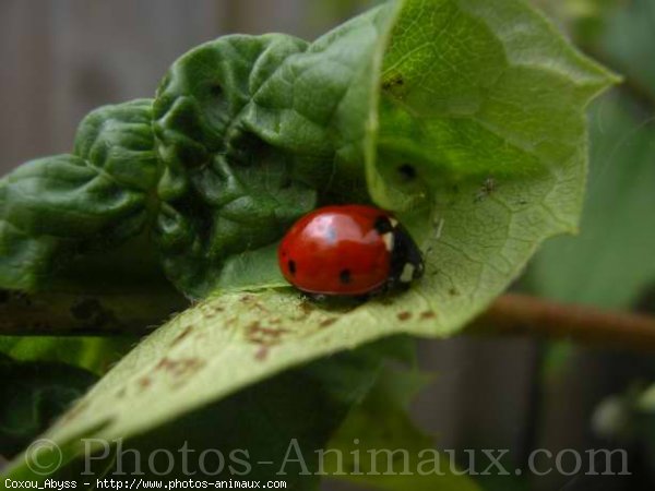 Photo de Coccinelle