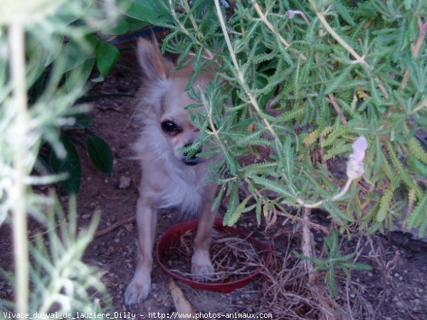 Photo de Chihuahua  poil long