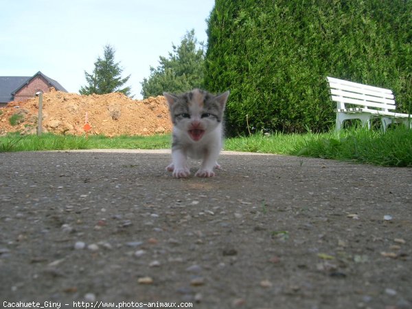 Photo de Chat domestique