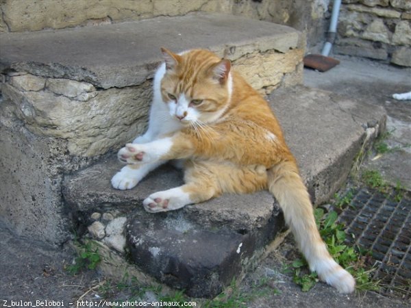 Photo de Chat domestique