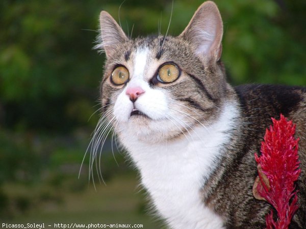 Photo de Chat domestique