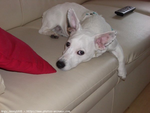 Photo de Jack russell terrier