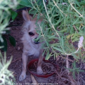 Photo de Chihuahua  poil long