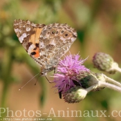 Photo de Papillon