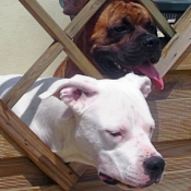 Photo de Boxer