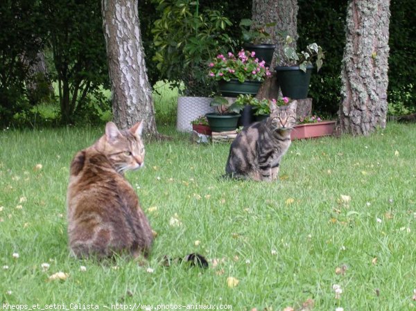 Photo de Chat domestique