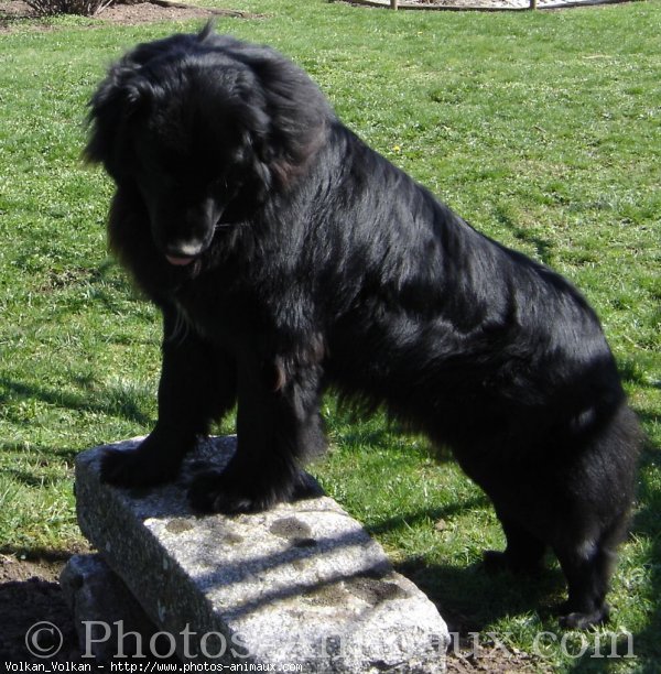 Photo de Chien de terre-neuve