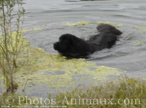 Photo de Chien de terre-neuve