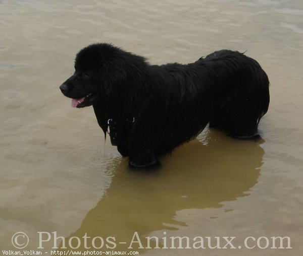 Photo de Chien de terre-neuve