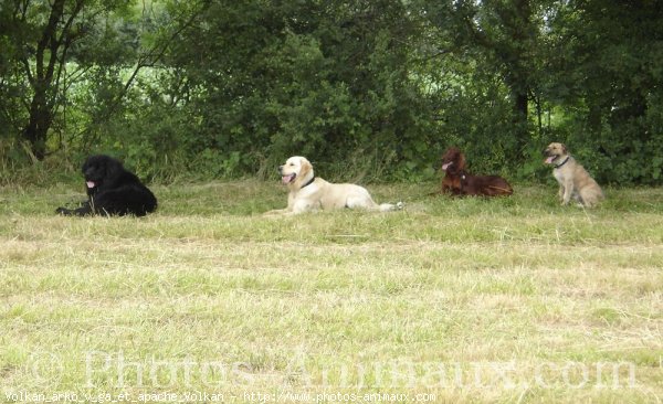 Photo de Races diffrentes