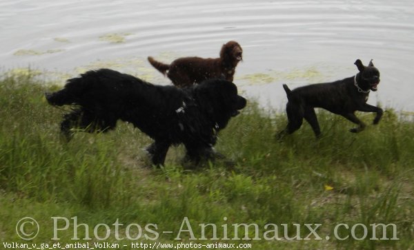 Photo de Races diffrentes