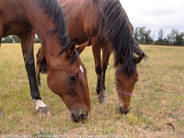 Photo de Races diffrentes