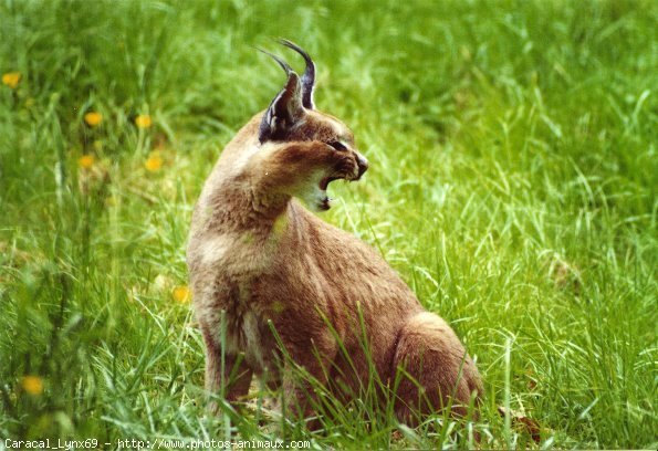 Photo de Caracal