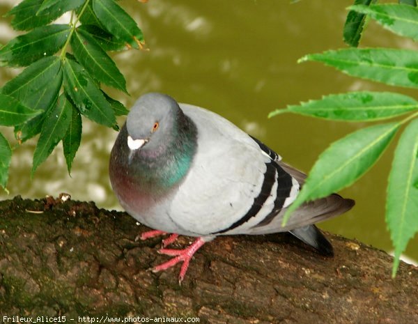 Photo de Pigeon