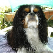 Photo de Cavalier king charles spaniel