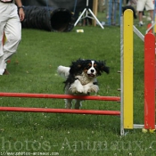 Photo de Cavalier king charles spaniel