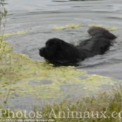 Photo de Chien de terre-neuve