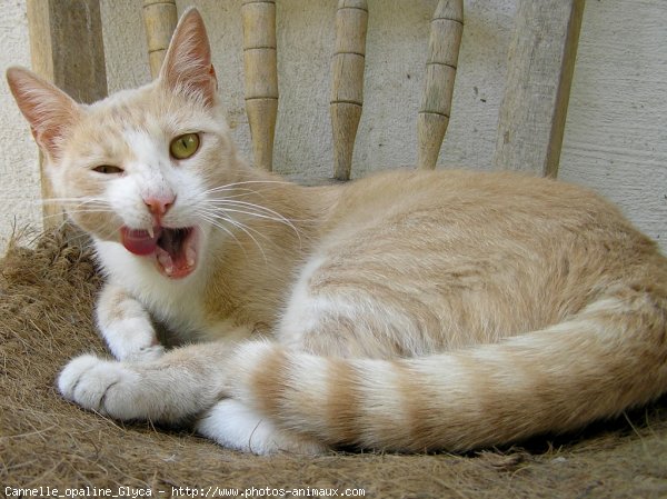 Photo de Chat domestique