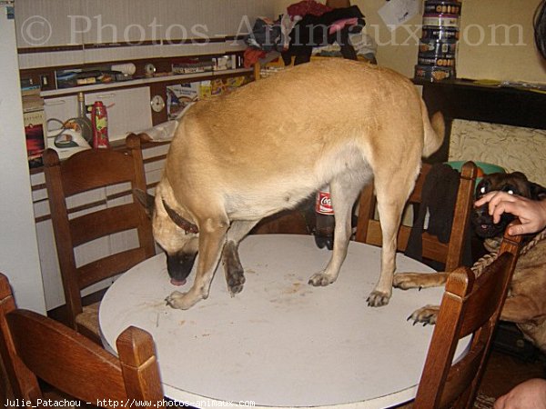 Photo de Berger belge malinois