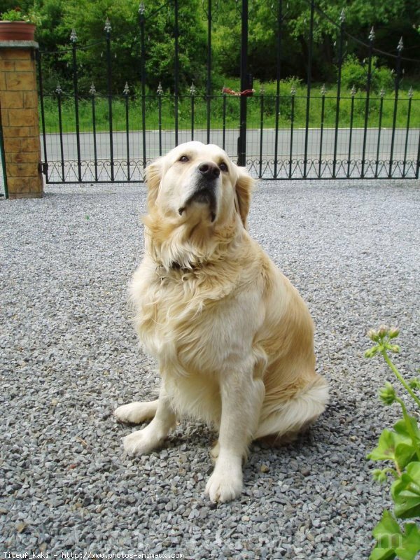 Photo de Golden retriever