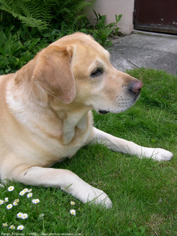 Photo de Labrador retriever