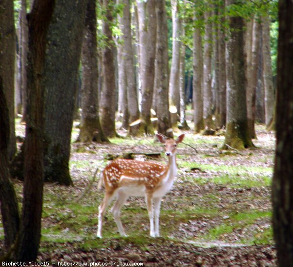 Photo de Biche