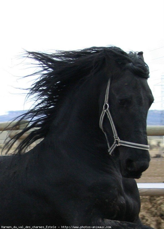 Photo de Frison