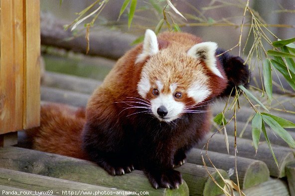 Photo de Panda roux