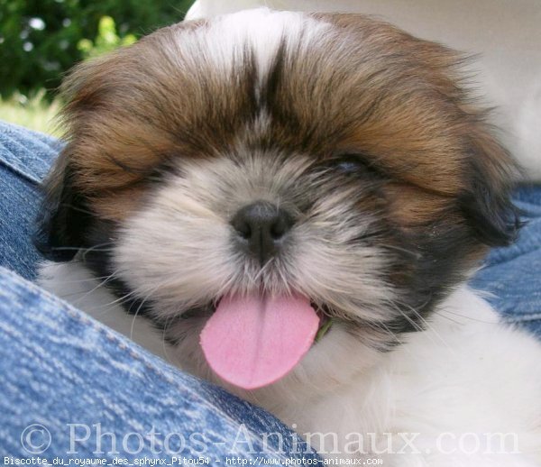 Photo de Shih tzu