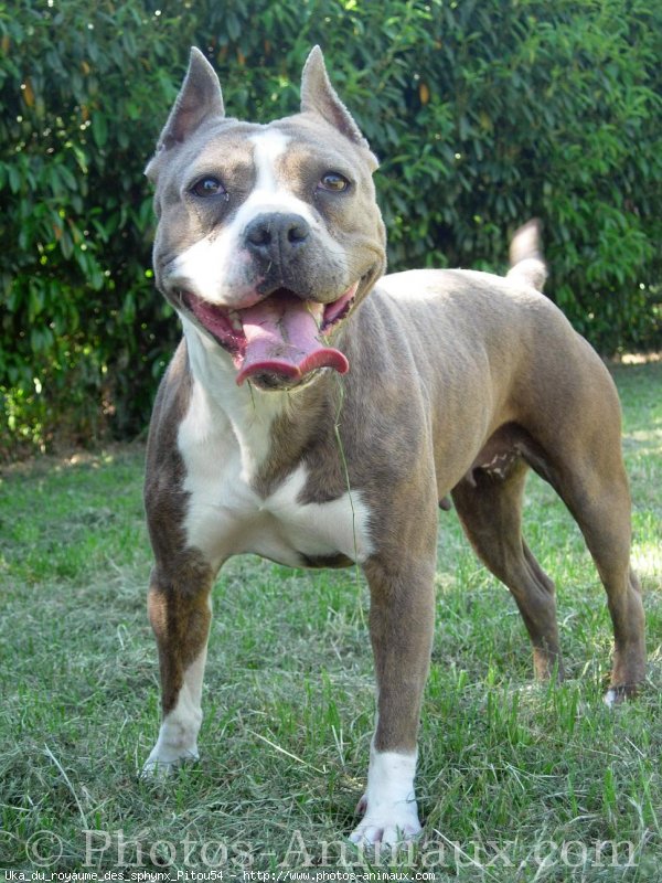 Photo d'American staffordshire terrier