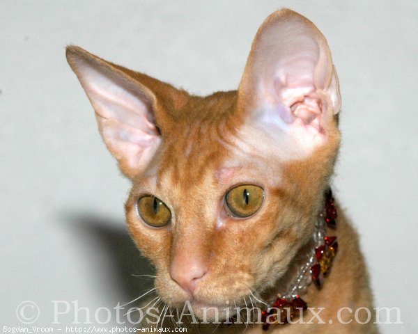 Photo de Sphynx