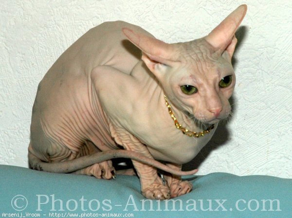 Photo de Sphynx