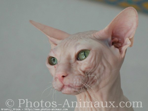 Photo de Sphynx