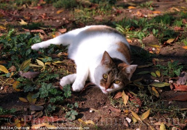 Photo de Chat domestique