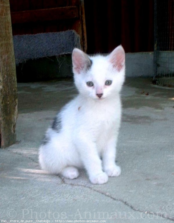 Photo de Chat domestique