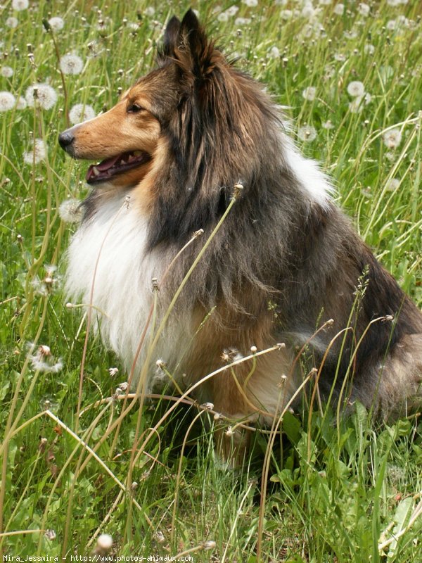 Photo de Chien de berger des shetland