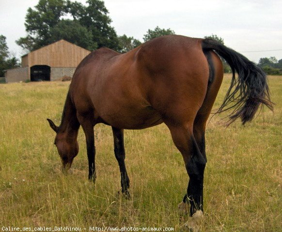 Photo de Trotteur franais