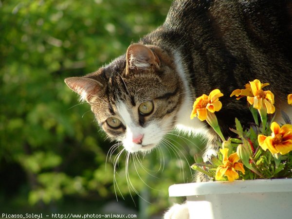 Photo de Chat domestique