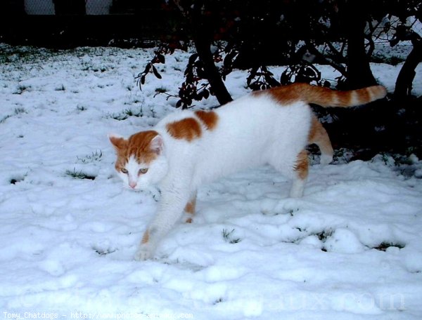 Photo de Chat domestique