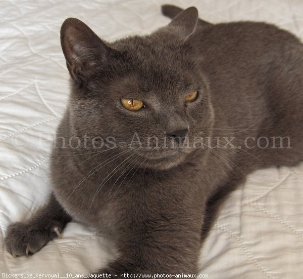 Photo de Chartreux