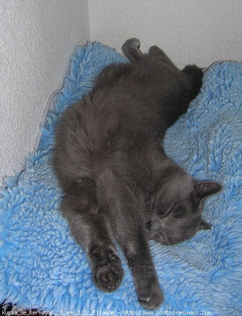 Photo de Chartreux