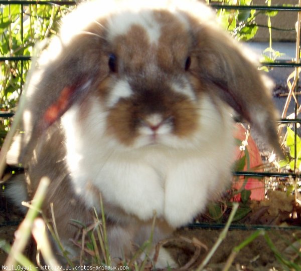 Photo de Lapin