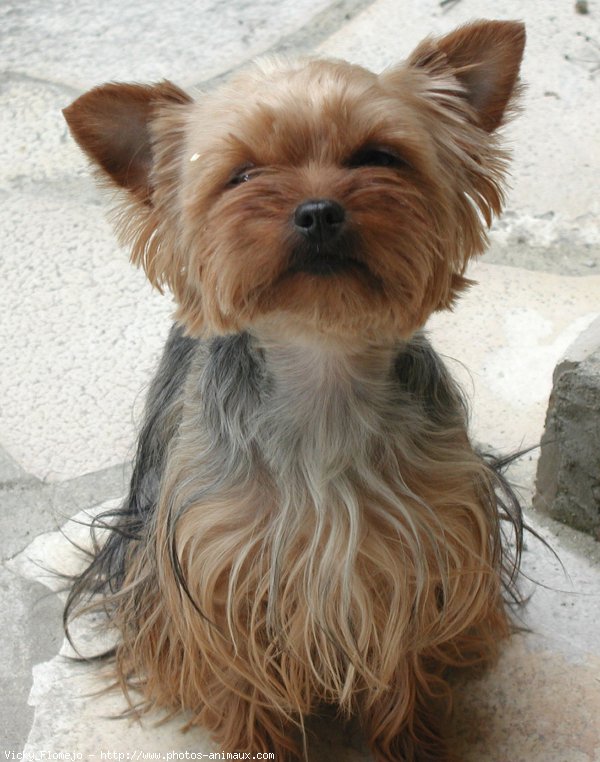 Photo de Yorkshire terrier