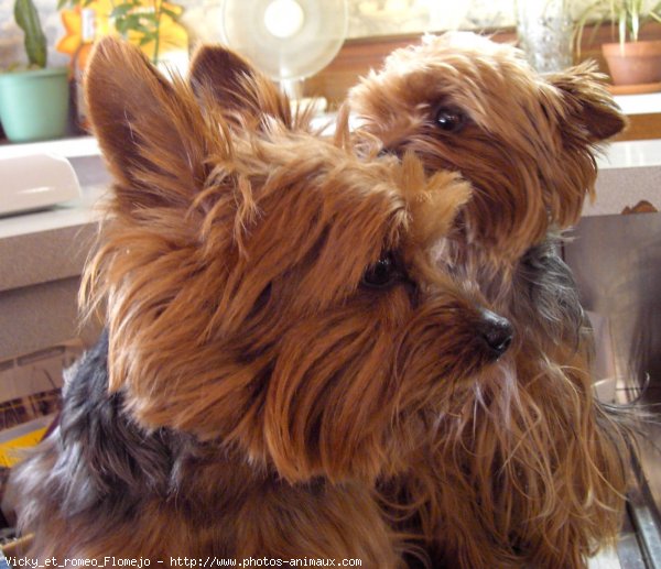 Photo de Yorkshire terrier