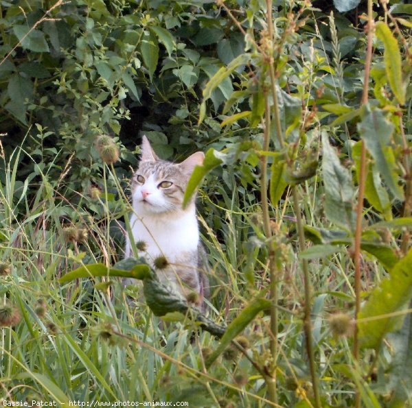 Photo de Chat domestique