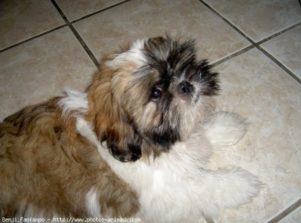 Photo de Shih tzu