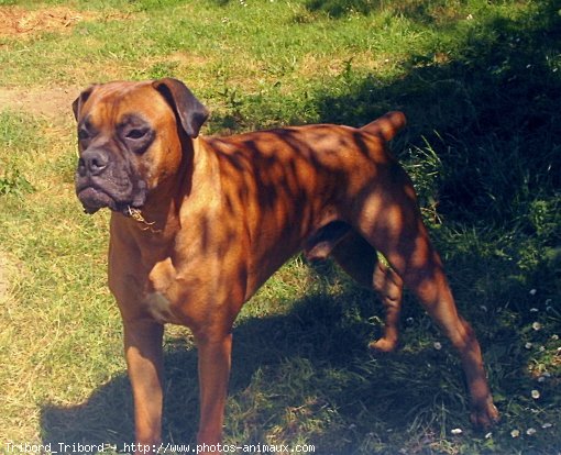 Photo de Boxer