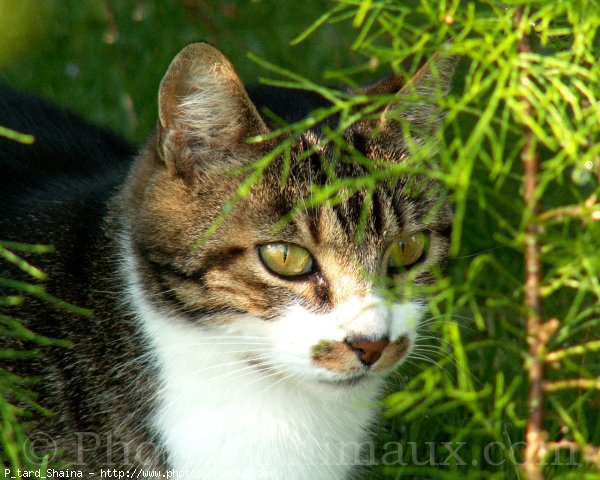 Photo de Chat domestique