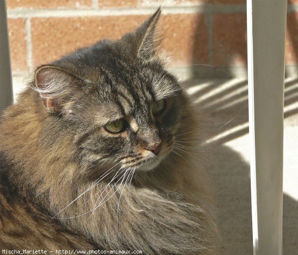 Photo de Chat domestique