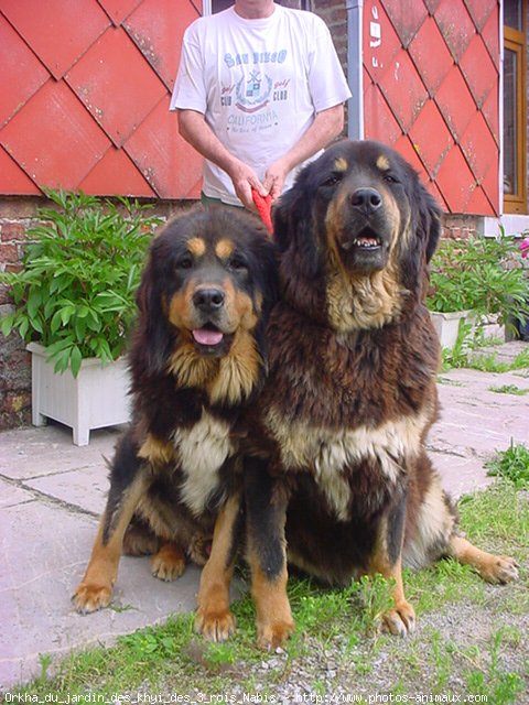 Photo de Dogue du tibet